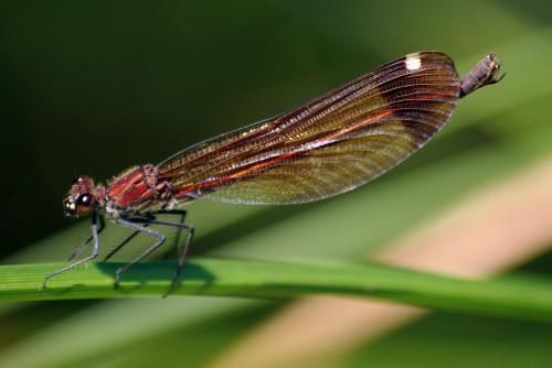 Calopteryx haemorrhoidalis